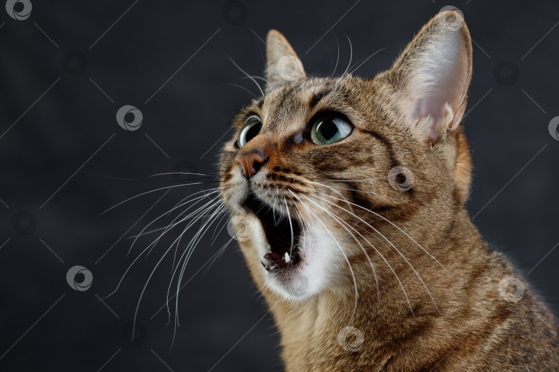Скачать Крупным планом изображен портрет удивленной кошки. фотосток Ozero