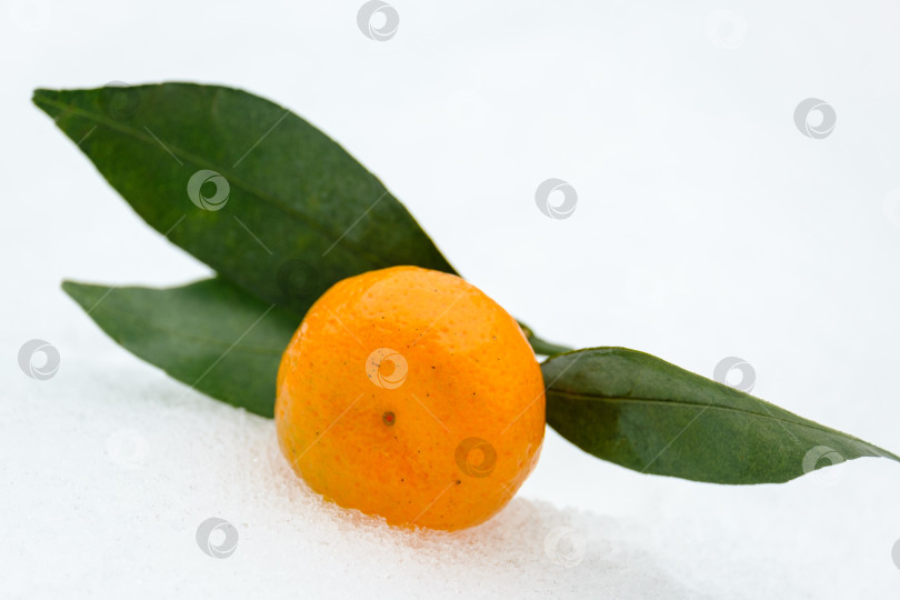 Скачать маленький спелый мандарин с зелеными листьями на снегу фотосток Ozero