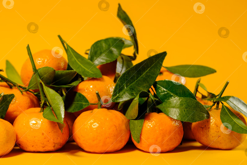 Скачать маленькие спелые мандарины с зелеными листьями на желтом фоне фотосток Ozero