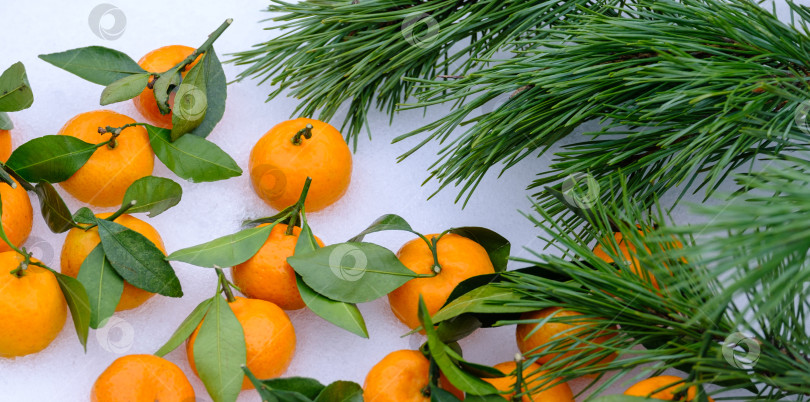 Скачать маленькие спелые мандарины с зелеными листьями и сосновыми ветками на снегу фотосток Ozero