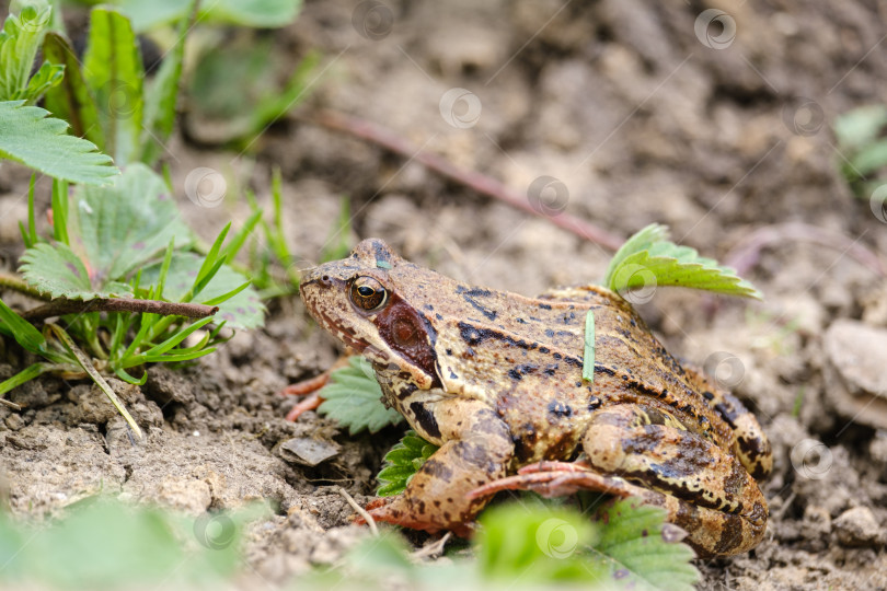 Скачать жаба сидит на земле крупным планом фотосток Ozero