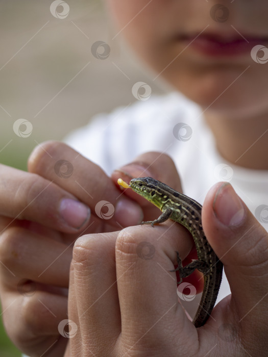Скачать Девушка кормит маленькую ящерицу, которую держит на руках. Уход за животными фотосток Ozero