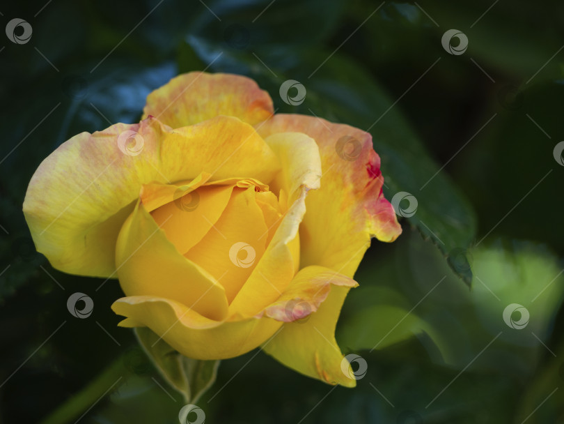 Скачать Распускающийся бутон желтой розы крупным планом на фоне зеленой листвы. фотосток Ozero