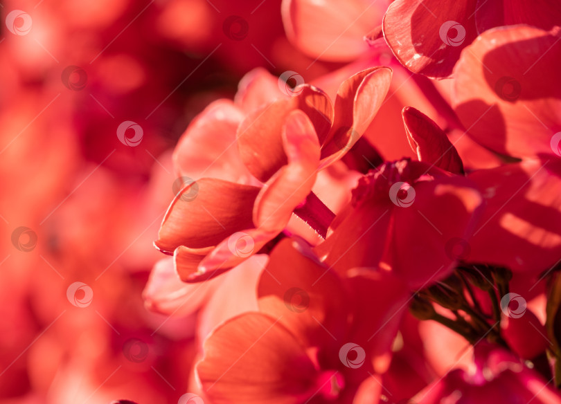 Скачать красный цветущий флокс крупным планом в летнем саду фотосток Ozero