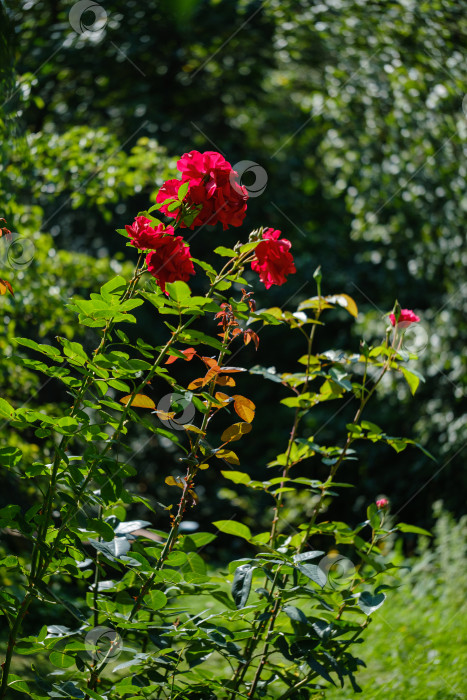Скачать красные цветущие розы на размытом фоне с эффектом боке в летнем саду фотосток Ozero