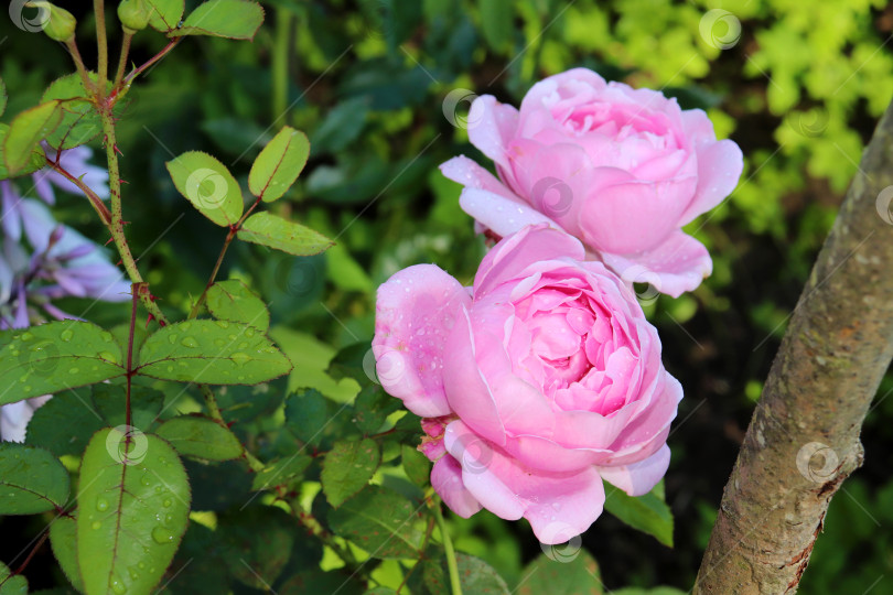 Скачать Розовые пионовидные розы на кусте в саду фотосток Ozero