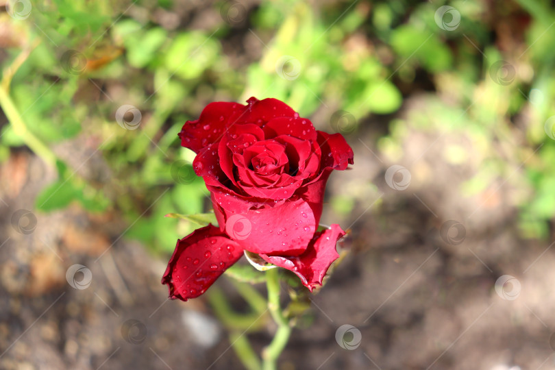 Скачать красная роза с каплями воды на лепестках фотосток Ozero