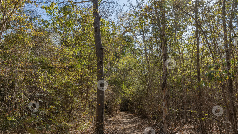 Скачать Узкая грунтовая тропа проходит через сухой лес фотосток Ozero