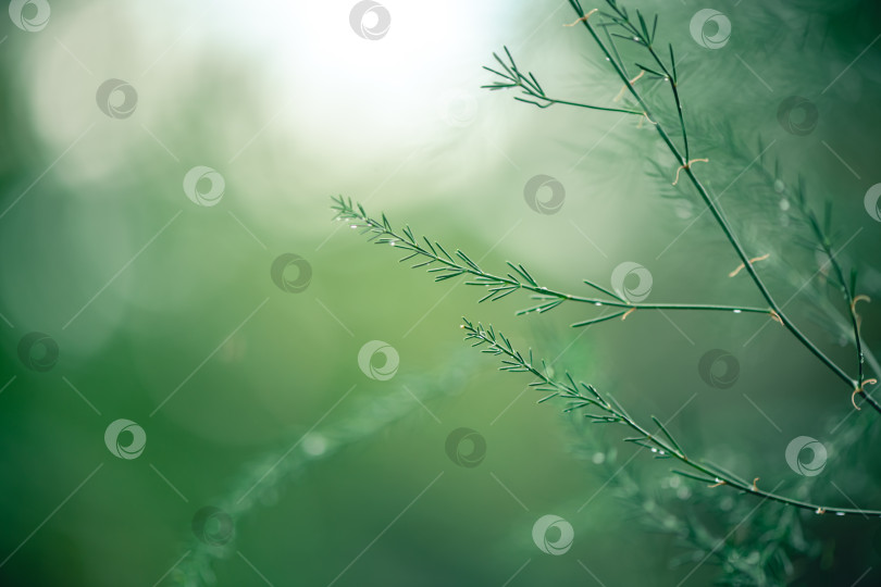 Скачать Спаржа растет в каплях росы. естественный фон с пространством для копирования фотосток Ozero