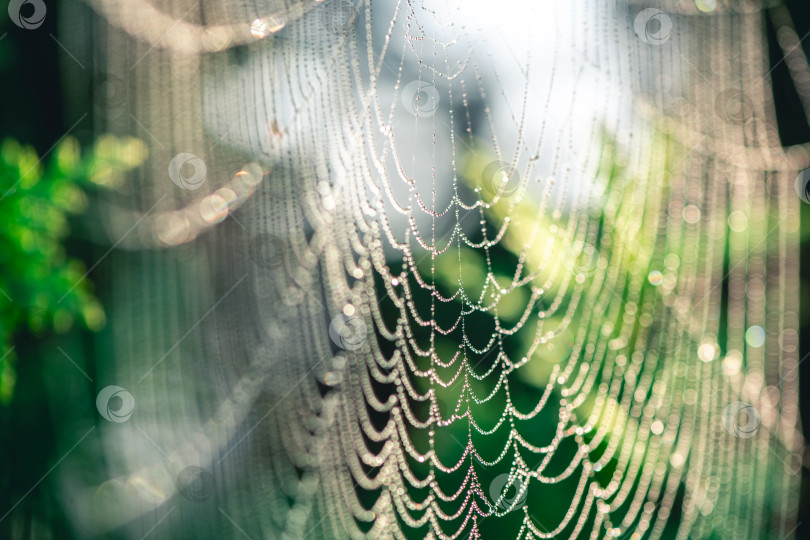 Скачать естественный фон. паутина в каплях росы на зеленом растении фотосток Ozero