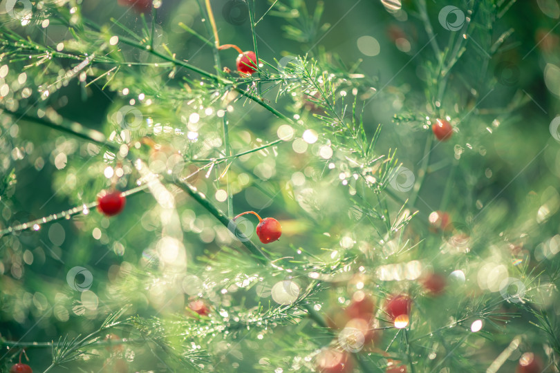 Скачать Растение спаржи с красными ягодами в каплях росы. естественный фон, расслабление фотосток Ozero