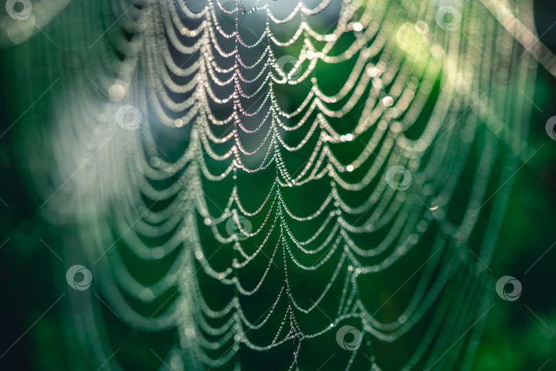 Скачать естественный фон. паутина в каплях росы на зеленом растении фотосток Ozero