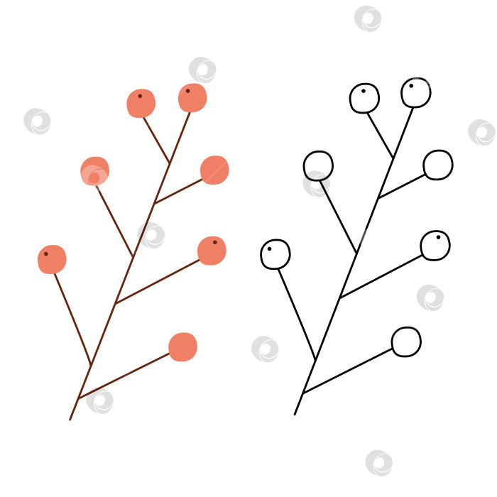 Скачать Небольшой набор с абстрактной веткой с ягодами. Черно-белая и цветная векторная иллюстрация клипарта. фотосток Ozero