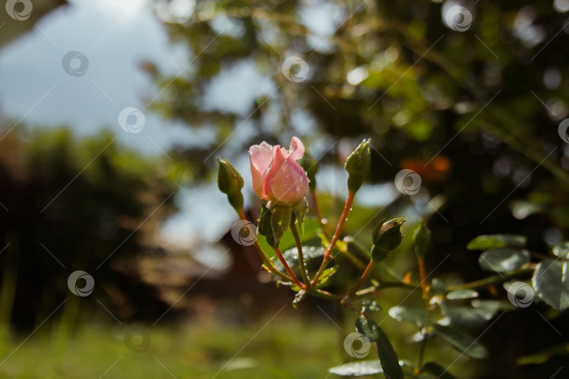 Скачать Бутон розы в саду фотосток Ozero
