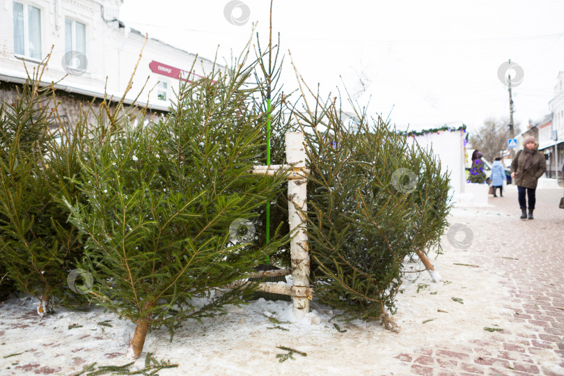 Скачать Рождественская ярмарка с живыми рождественскими елками на улице города. Продается новогоднее настроение, снег, срезанные ели и хвойные деревья, аромат смолы и хвои. Калуга, Россия, 29 декабря 2020 г. фотосток Ozero