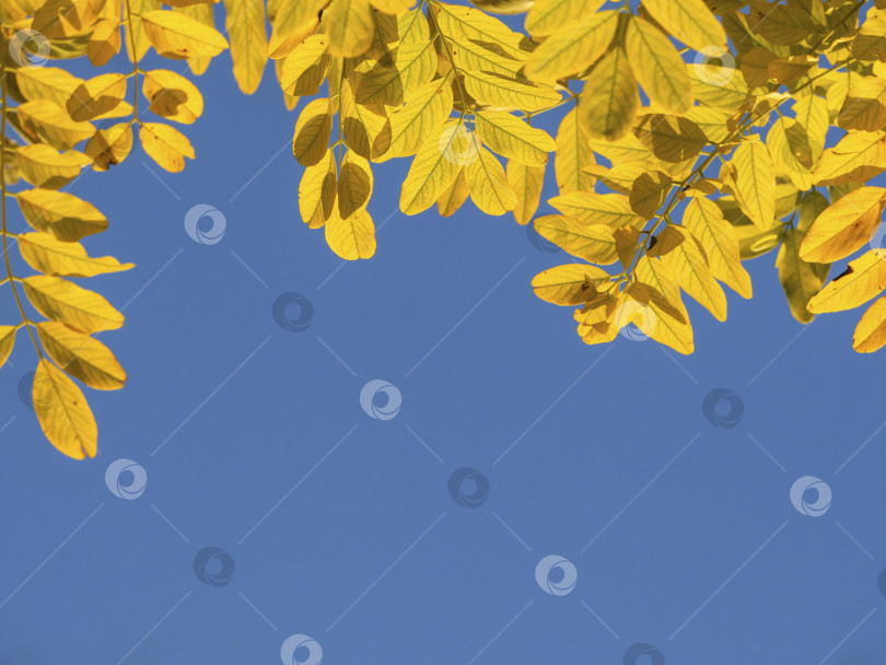 Скачать Красочные золотисто-желтые осенние листья на фоне чистого голубого неба, место для копирования фотосток Ozero