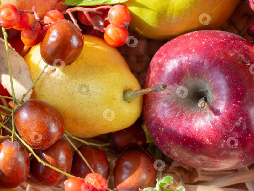 Скачать Осенний натюрморт со спелыми фруктами и ягодами. Крупный план груши, яблока, унаби, рябины - праздник урожая фотосток Ozero