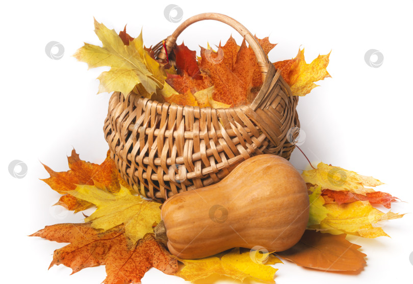Скачать Композиция из кленовых листьев, тыкв и корзинок на белом фоне. Осенняя концепция. Сбор урожая. Изолированный фотосток Ozero