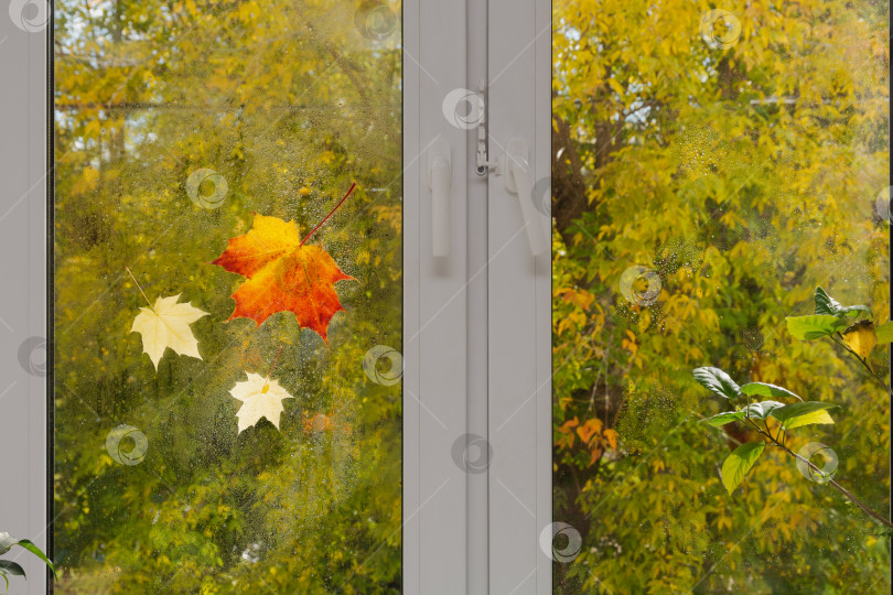 Скачать Кленовые листья на оконном стекле вместе с каплями дождя. За окном деревья с желтыми листьями. Осенняя концепция фотосток Ozero