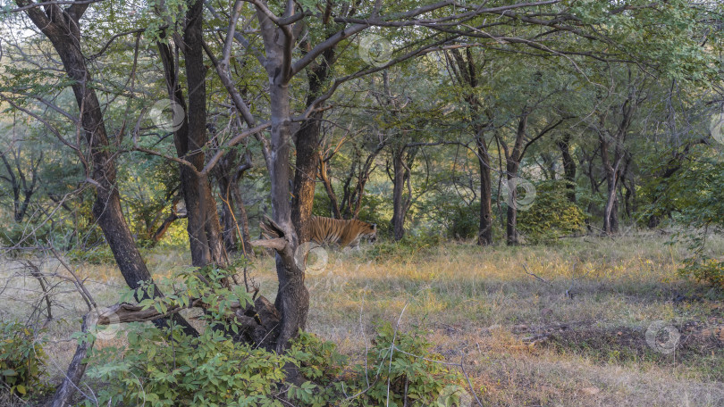 Скачать Дикий бенгальский тигр гуляет по джунглям. фотосток Ozero