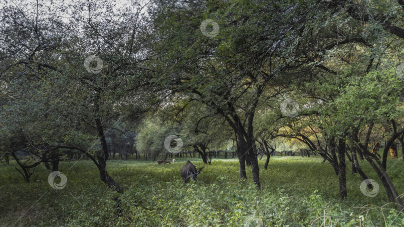 Скачать Антилопа Нильгай пасется на лесной поляне в джунглях фотосток Ozero