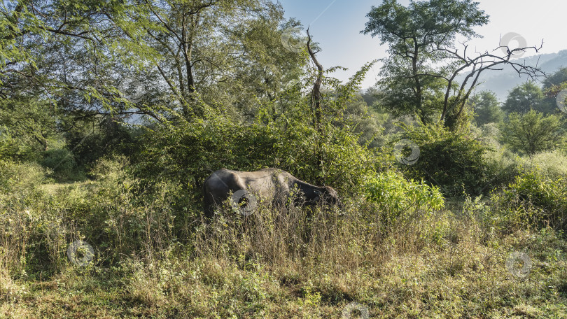 Скачать Черный буйвол пасется в джунглях. фотосток Ozero