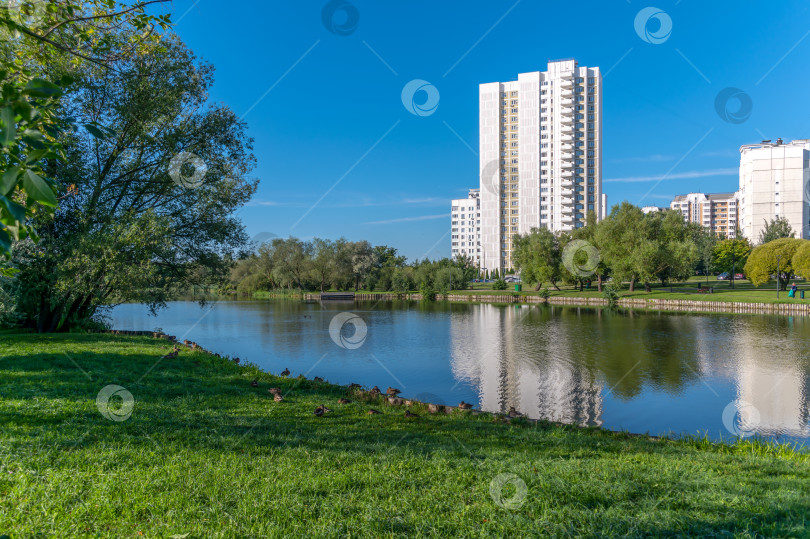 Скачать Утки на берегу пруда фотосток Ozero