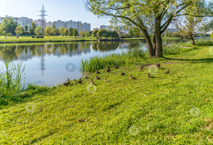 Скачать Утки на берегу на травке фотосток Ozero