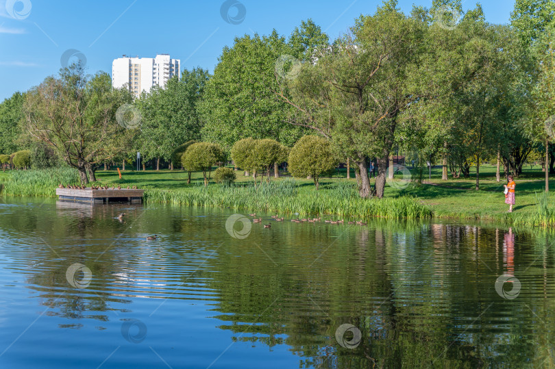 Скачать Женщина кормит уток фотосток Ozero