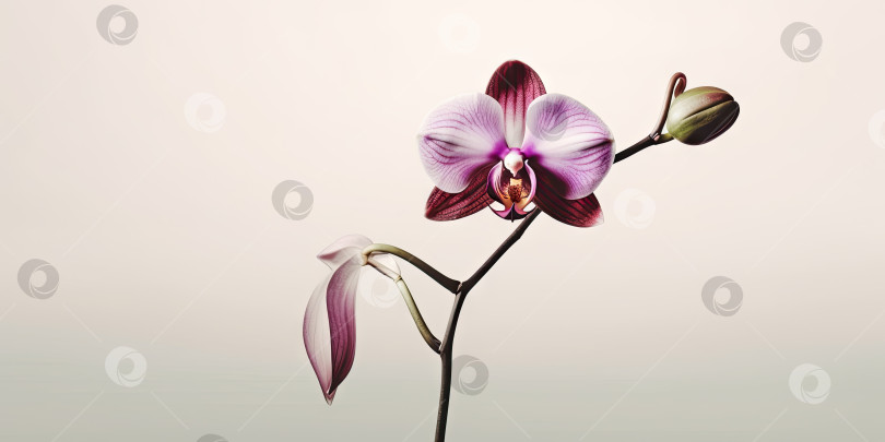 Скачать Иллюстрация простого цветка орхидеи. Цветочный дизайн. Картинки для рабочего стола, открытки. Порождающий искусственный интеллект фотосток Ozero