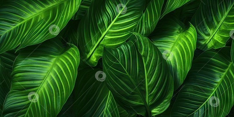 Скачать Фон из зеленых листьев. Пальмовые листья. Фотография для открытки или плаката. Порождающий искусственный интеллект фотосток Ozero