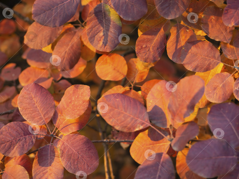 Скачать Оранжево-красные листья на ветке дерева в солнечном свете. Красивый осенний фон фотосток Ozero