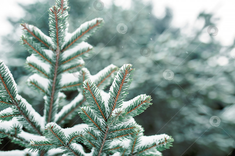 Скачать Еловая ветка в снегу с короткими иголками крупным планом. Естественный фон, текстура зеленой рождественской елки, зимний узор. Рождество, новый год. Место для текста. Избирательный фокус фотосток Ozero