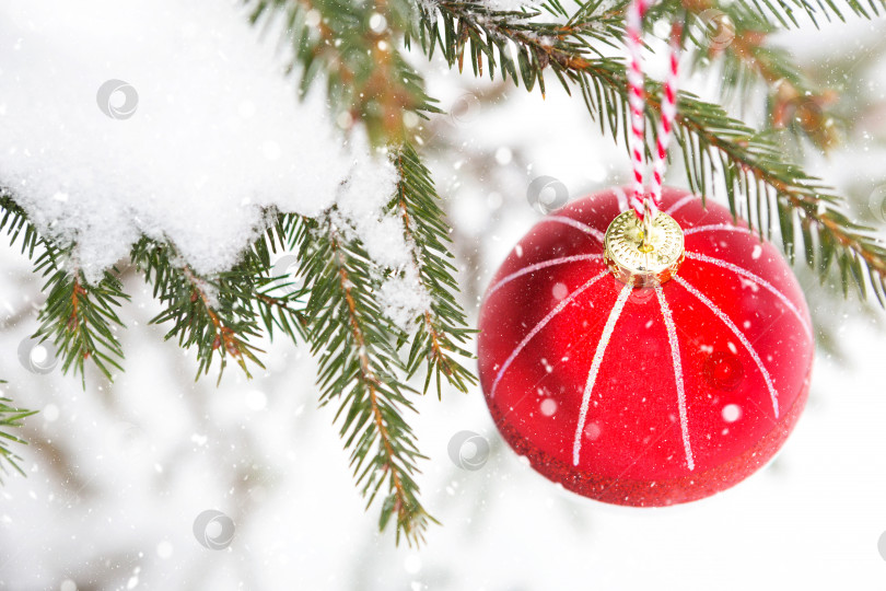 Скачать Красный рождественский шар на ветке натуральной ели, покрытой снегом. Рождество, Новый год на открытом воздухе. Снегопад, праздничное настроение сказки и волшебства, уличное убранство. фотосток Ozero