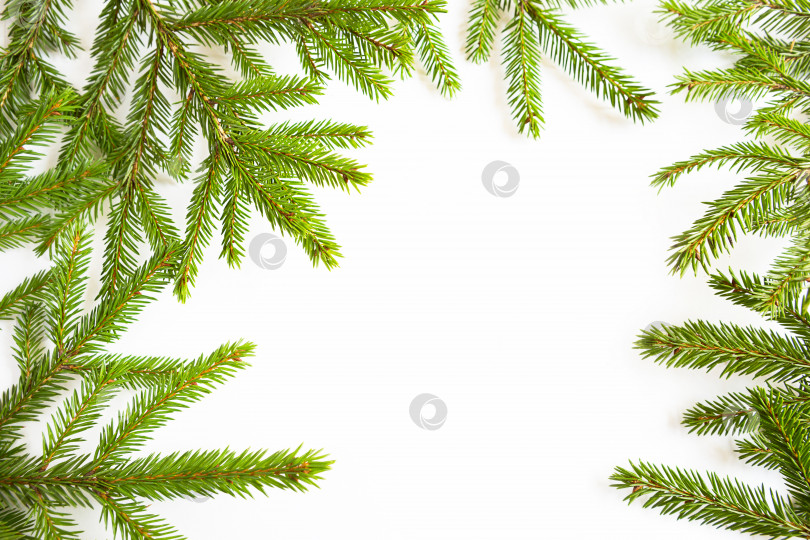 Скачать Естественная рамка из свежих зеленых еловых веток на белом фоне. Рождество, новый год, рождественская елка. Пространство для копирования фотосток Ozero