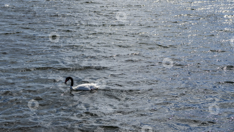 Скачать Одинокий лебедь с черной шеей Cygnus melancoryphus фотосток Ozero