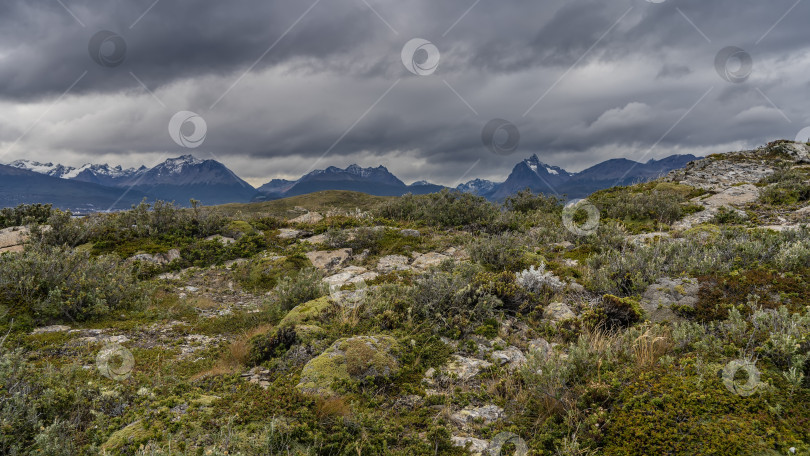 Скачать Типичная растительность южной Патагонии. фотосток Ozero