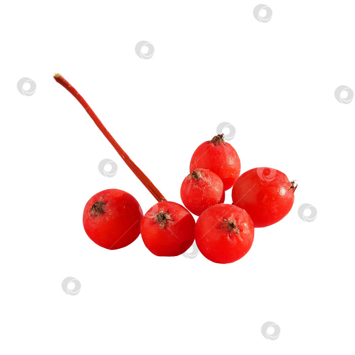 Скачать Крупный план грозди красных ягод рябины, выделенных на белом фоне фотосток Ozero