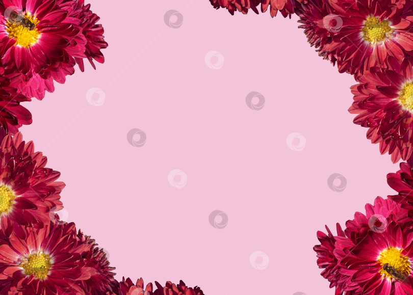 Скачать Цветочная открытка с красными цветами. Рамка из бордовых цветов хризантемы, на которых сидят пчелы на розовом фоне. Шаблон для Дня святого Валентина, Дня матери или другого праздника фотосток Ozero