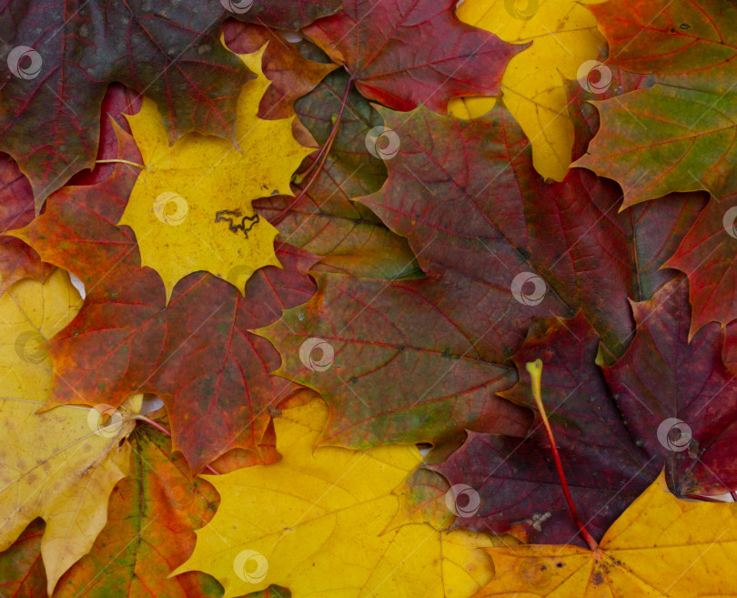 Скачать Осенний фон из разноцветных кленовых листьев фотосток Ozero