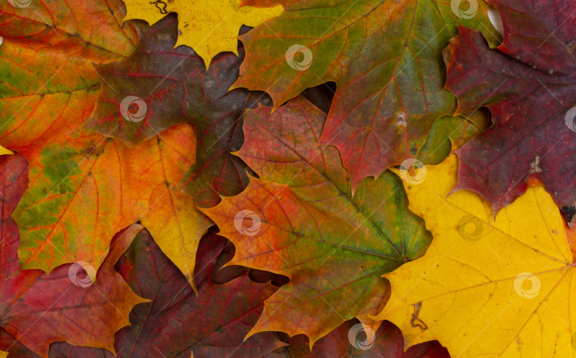 Скачать Естественный осенний фон из кленовых листьев, текстура осенних листьев фотосток Ozero