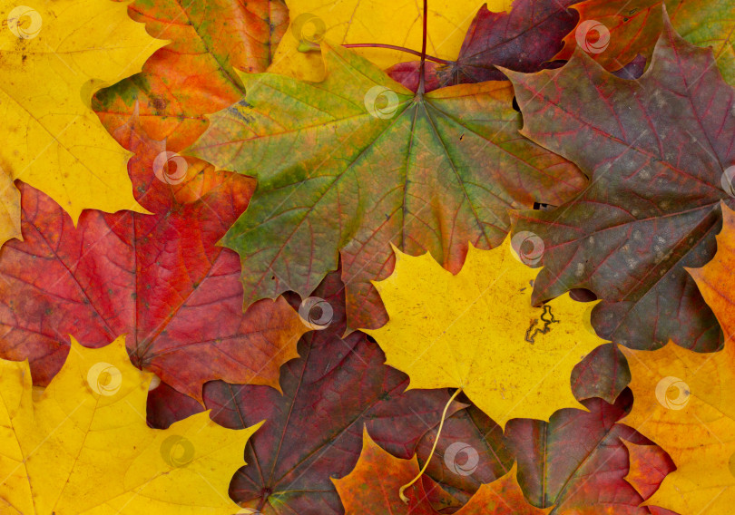 Скачать Осенний фон из разноцветных кленовых листьев, осенняя листва фотосток Ozero