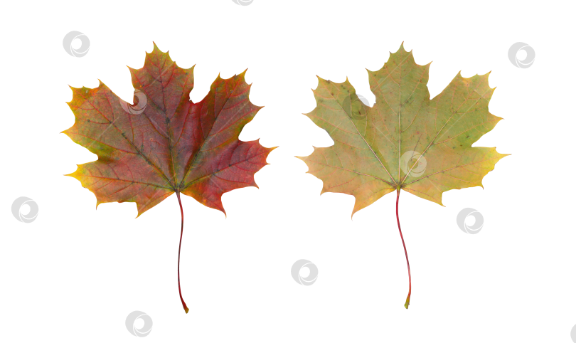 Скачать Осенний красно-зеленый кленовый лист на прозрачном фоне фотосток Ozero