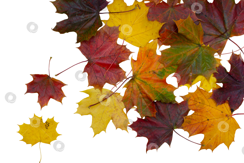 Скачать Осенние кленовые листья на прозрачном фоне, осенний фон фотосток Ozero
