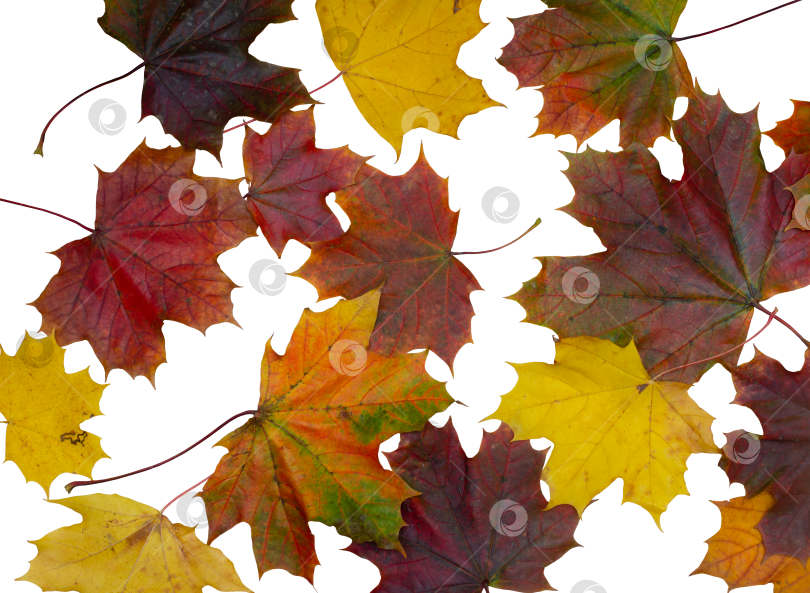 Скачать Осенние кленовые листья, изолированные на прозрачном фоне, осенний фон фотосток Ozero
