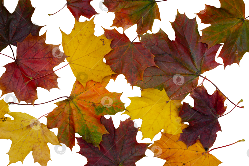 Скачать Осенний прозрачный фон с опавшими кленовыми листьями, осенние листья фотосток Ozero