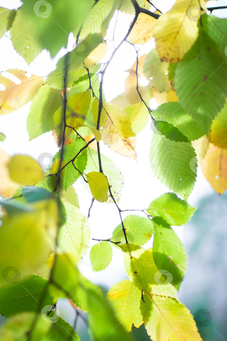 Скачать Осенние зелено-желтые листья на ветке, освещенные сзади солнцем, выборочный фокус фотосток Ozero