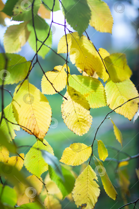 Скачать Прозрачные желтые листья на ветке, освещенные солнечным светом, избирательный фокус фотосток Ozero