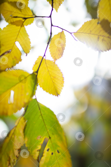 Скачать Ветка с осенними желтыми листьями крупным планом, выборочный фокус фотосток Ozero