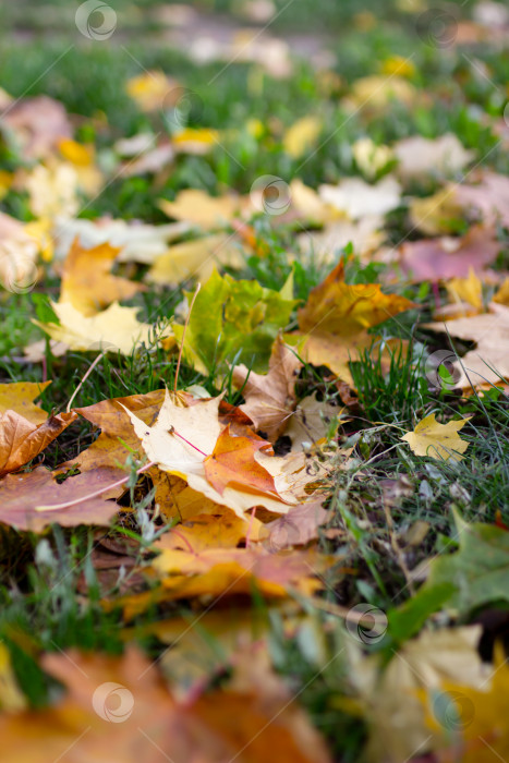 Скачать Разноцветные осенние кленовые листья на траве, осенний фон, выборочный фокус фотосток Ozero